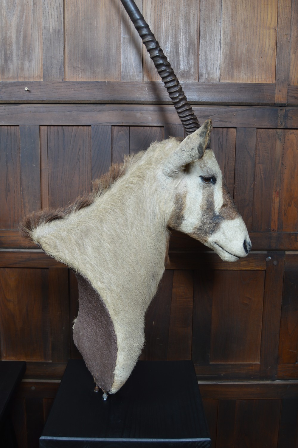 Pair of Taxidermy Gemsbok on Stands View XVIII