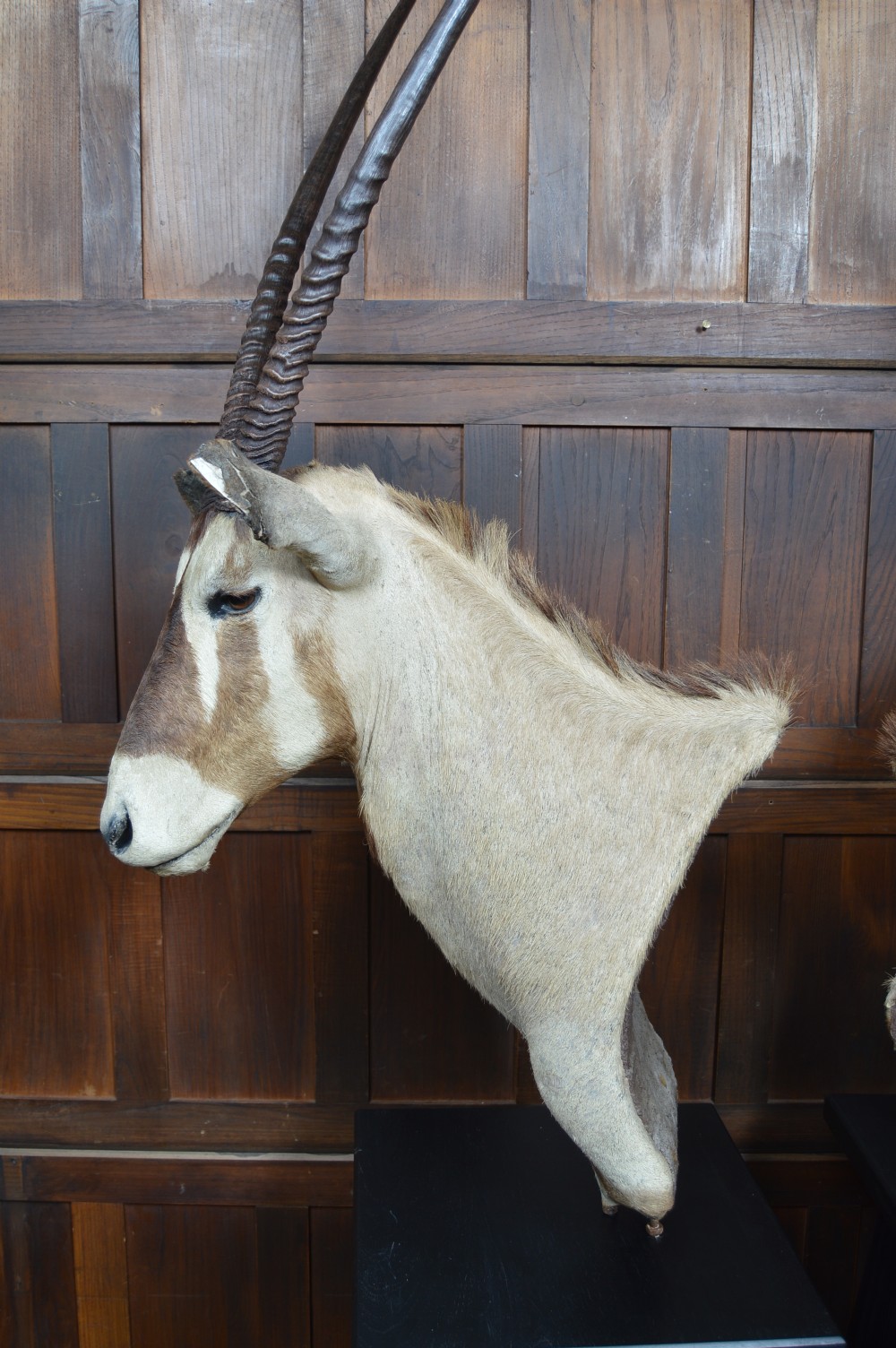 Pair of Taxidermy Gemsbok on Stands View XIX
