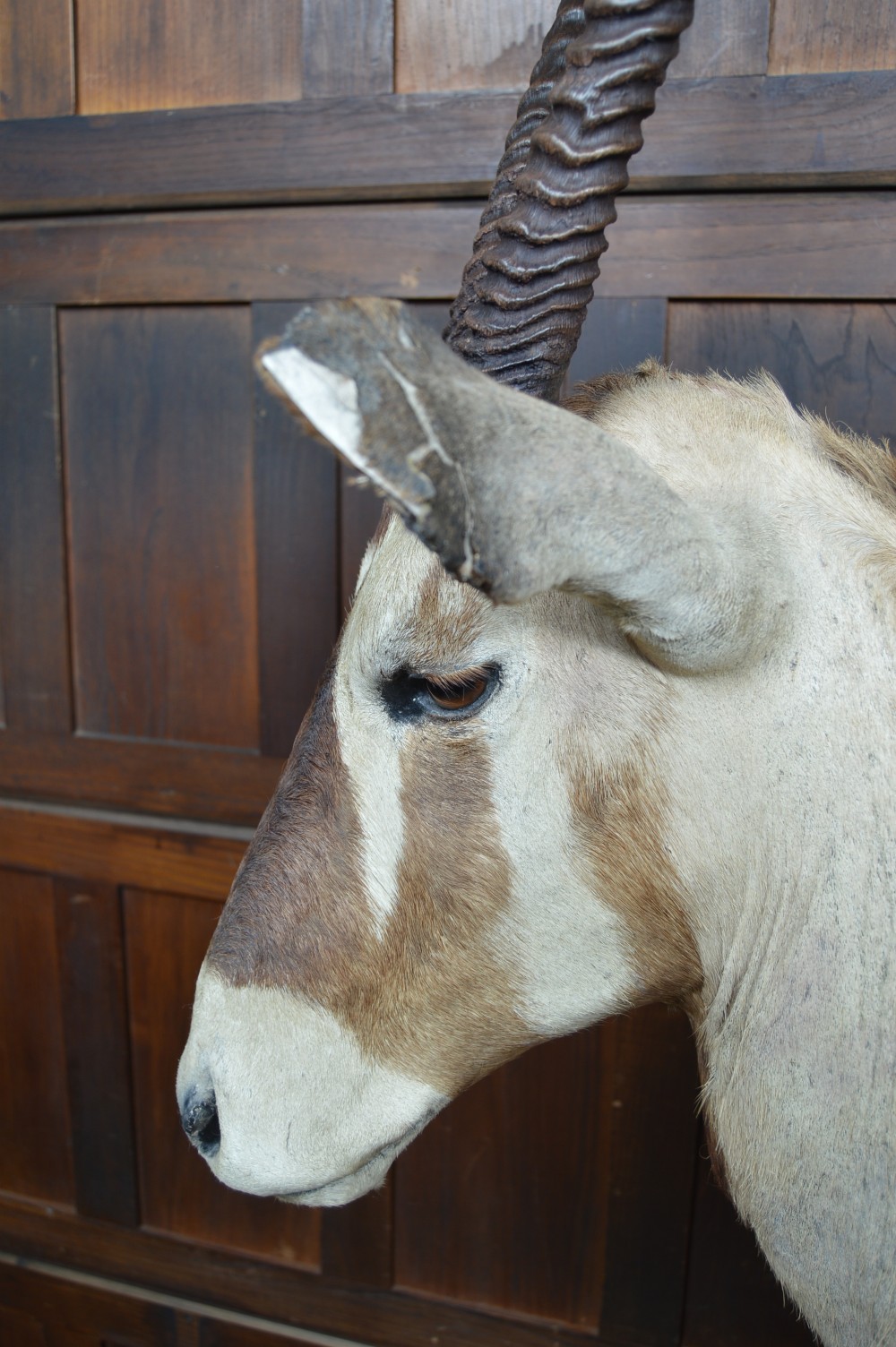 Pair of Taxidermy Gemsbok on Stands View XX