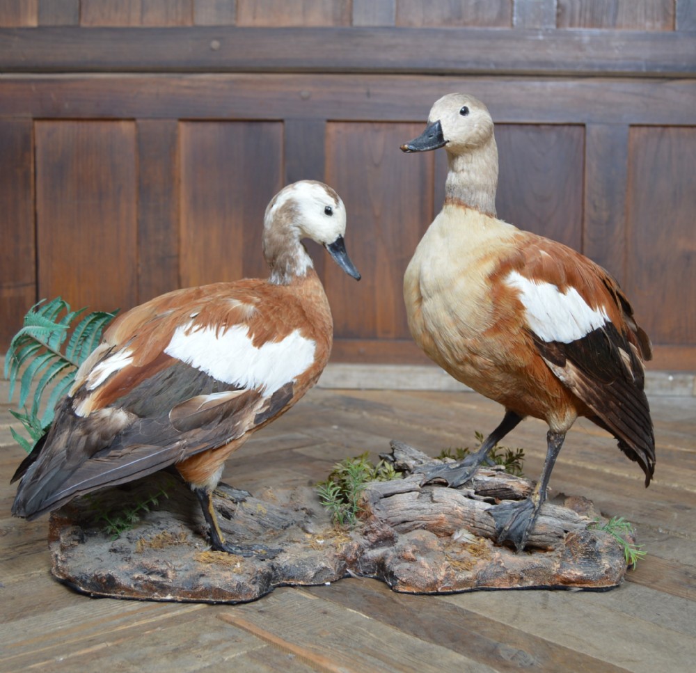 Pair of Taxidermy Ruddy Shelduck