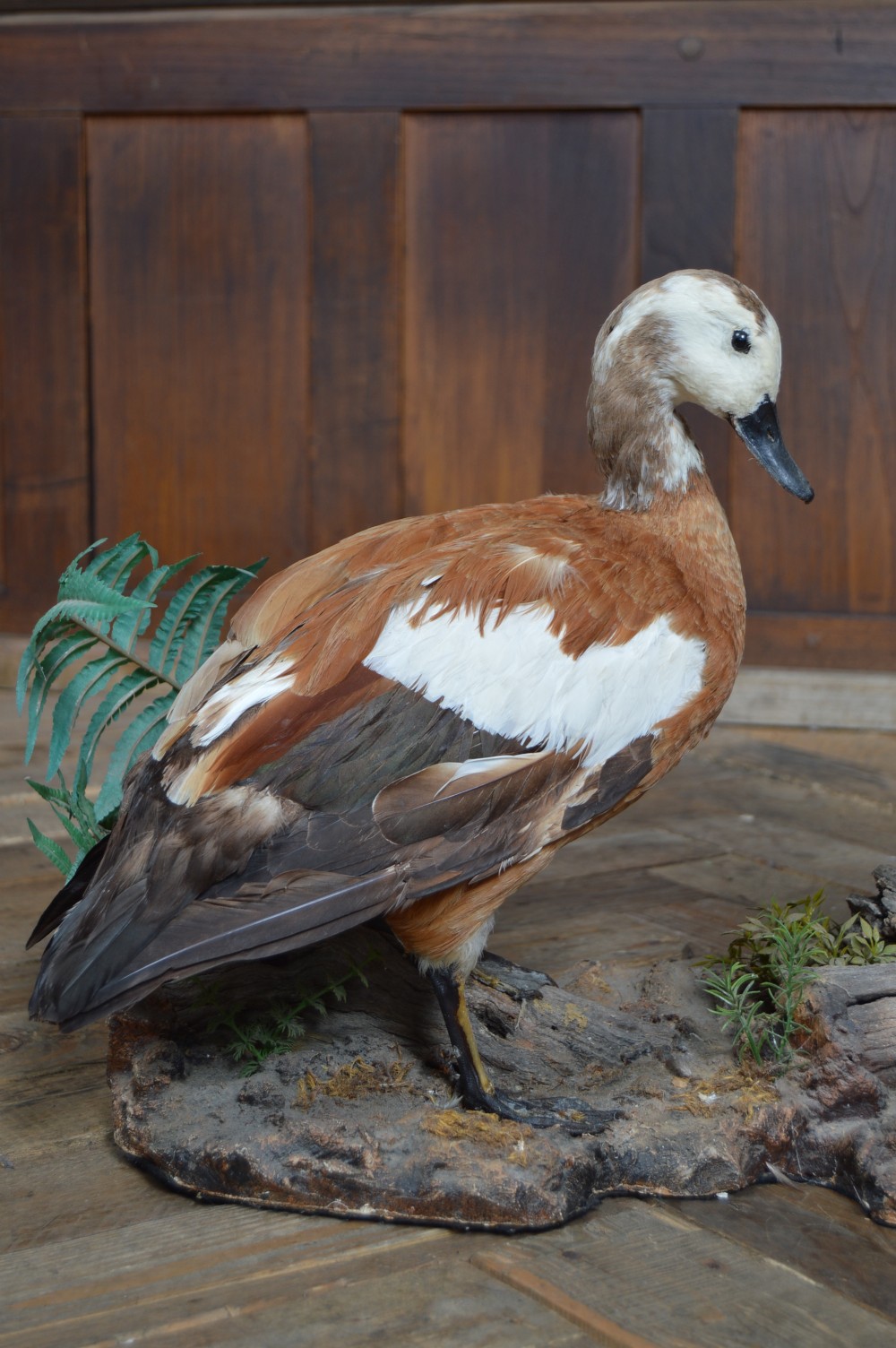 Pair of Taxidermy Ruddy Shelduck View IV