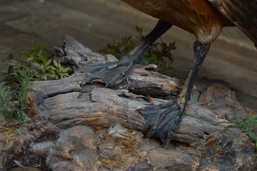 Pair of Taxidermy Ruddy Shelduck View VII
