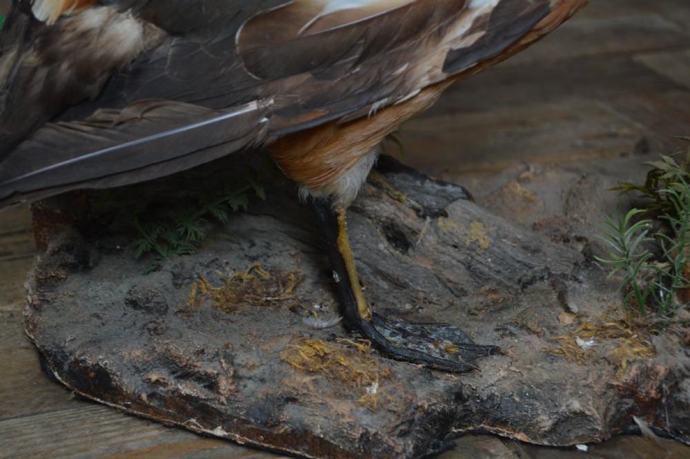 Pair of Taxidermy Ruddy Shelduck View VIII