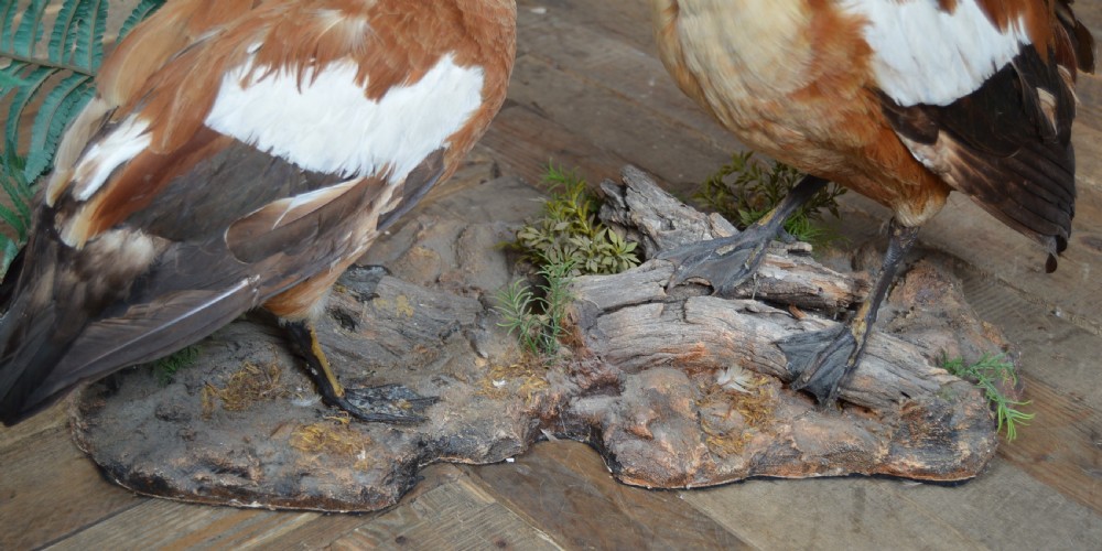 Pair of Taxidermy Ruddy Shelduck View XI
