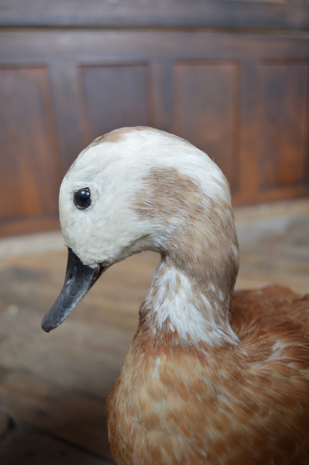 Pair of Taxidermy Ruddy Shelduck View XV