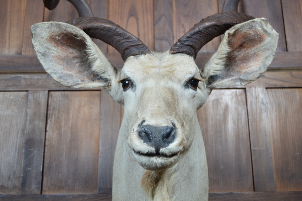 Taxidermy White Kudu View VI