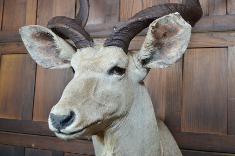 Taxidermy White Kudu View VII