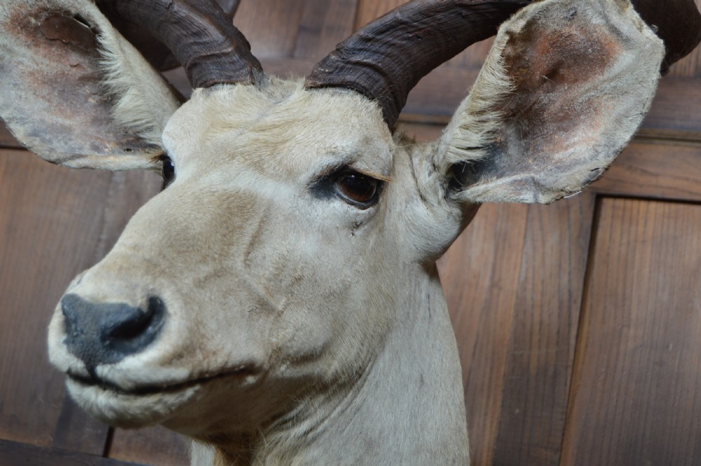 Taxidermy White Kudu View VIII