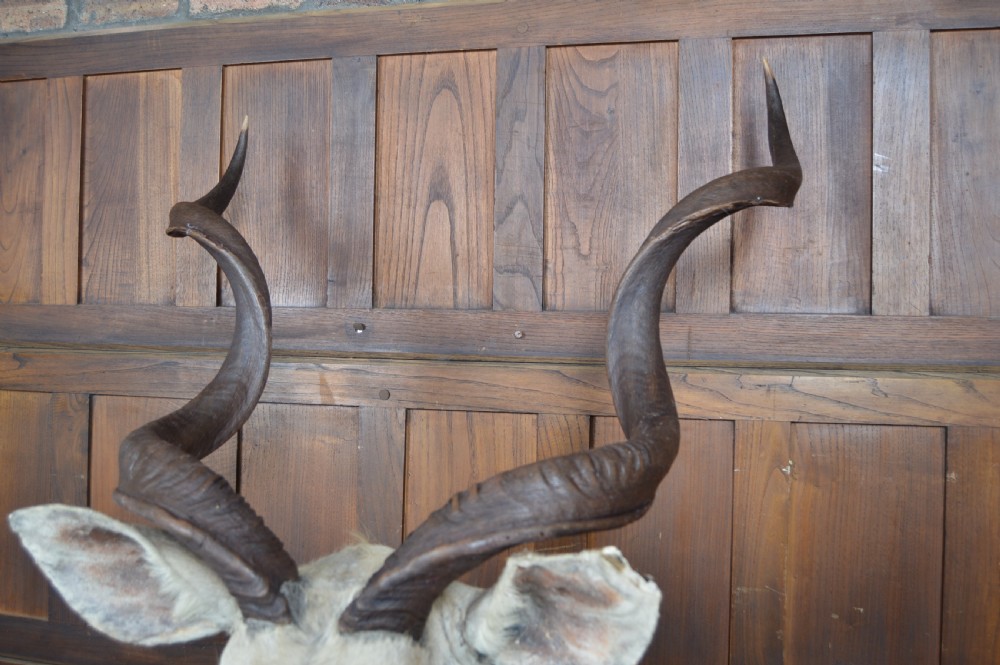 Taxidermy White Kudu View IX