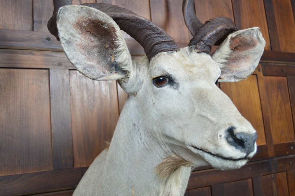 Taxidermy White Kudu View XI