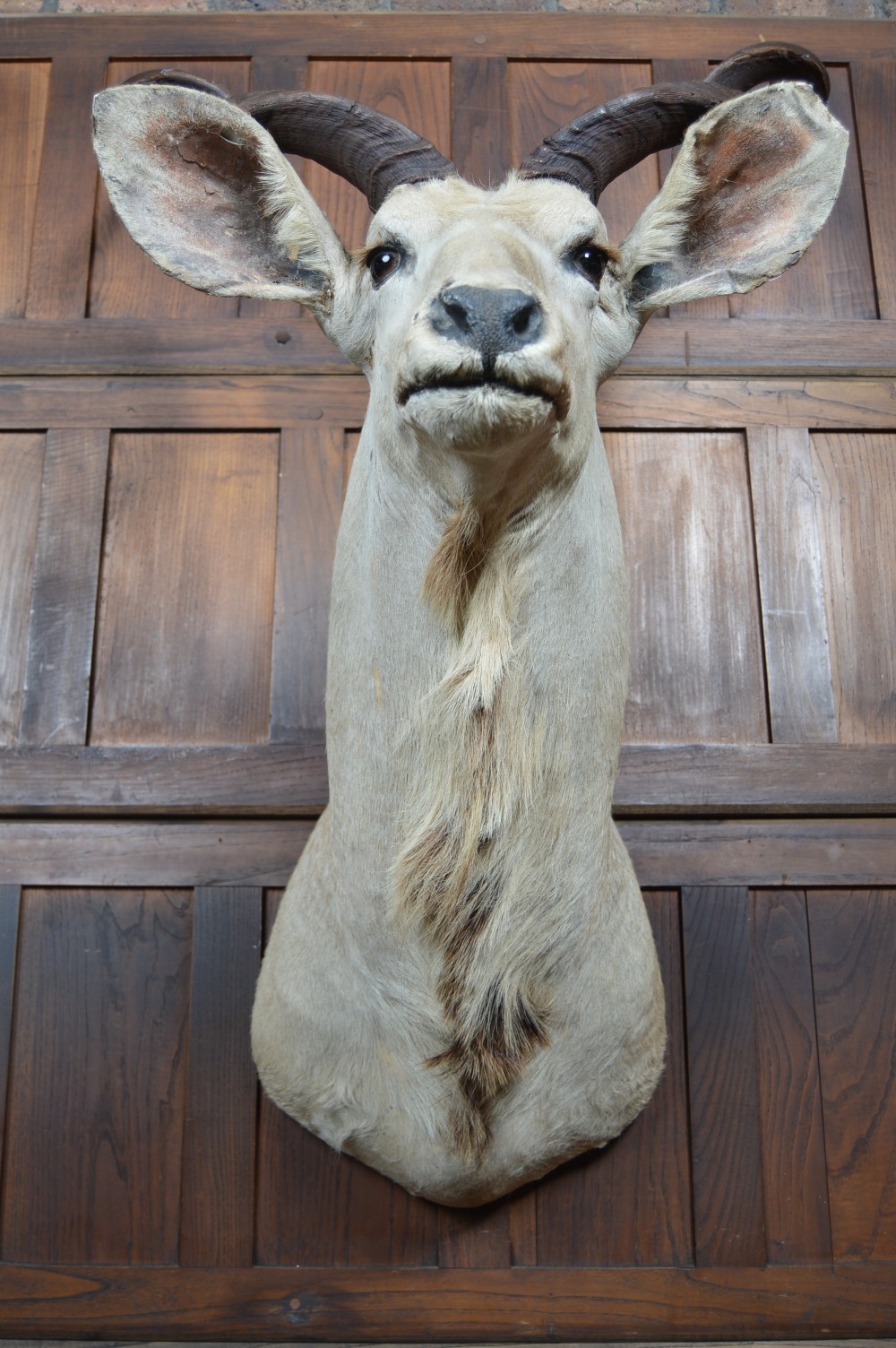 Taxidermy White Kudu View XII