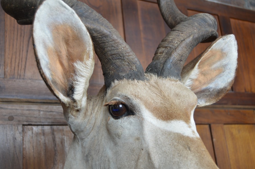 Taxidermy Kudo View VI