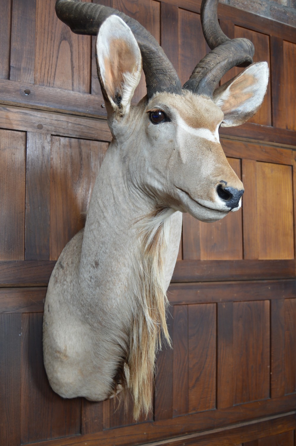 Taxidermy Kudo View VII