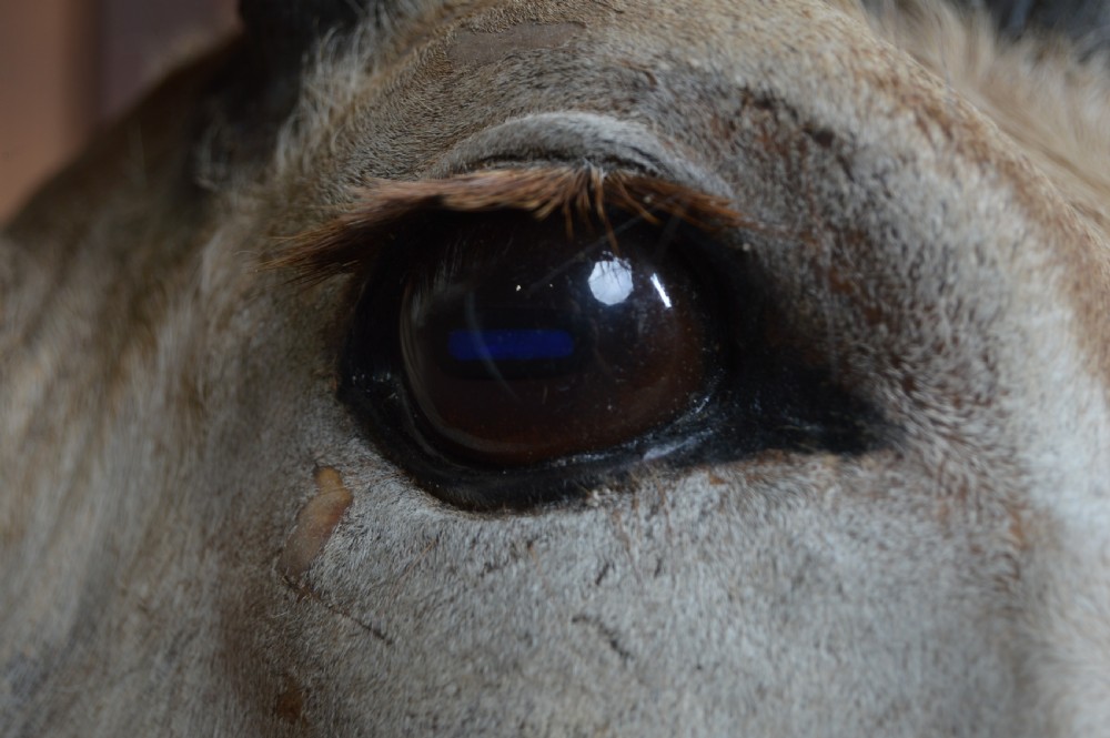 Taxidermy Kudo View XI