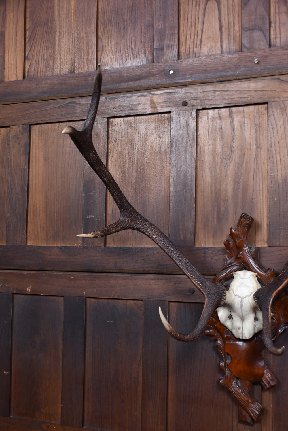 A ten-point stag skull cap mounted on a dark carved timber Black Forest plaque shaped like oak leaves and branches. View II