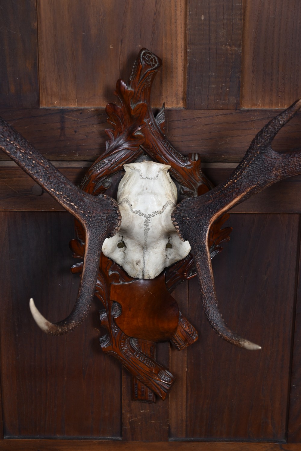 A ten-point stag skull cap mounted on a dark carved timber Black Forest plaque shaped like oak leaves and branches. View V