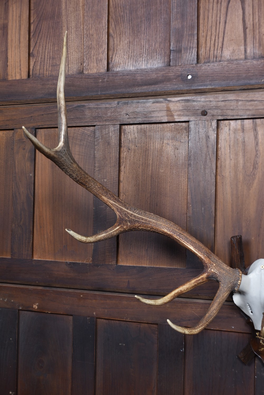 An eleven-point stag antler rack with a partial skull mounted on a carved dark wood shield plaque. View III