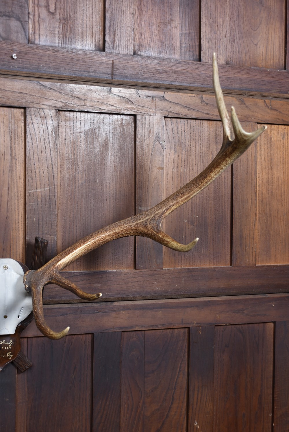 An eleven-point stag antler rack with a partial skull mounted on a carved dark wood shield plaque. View IV