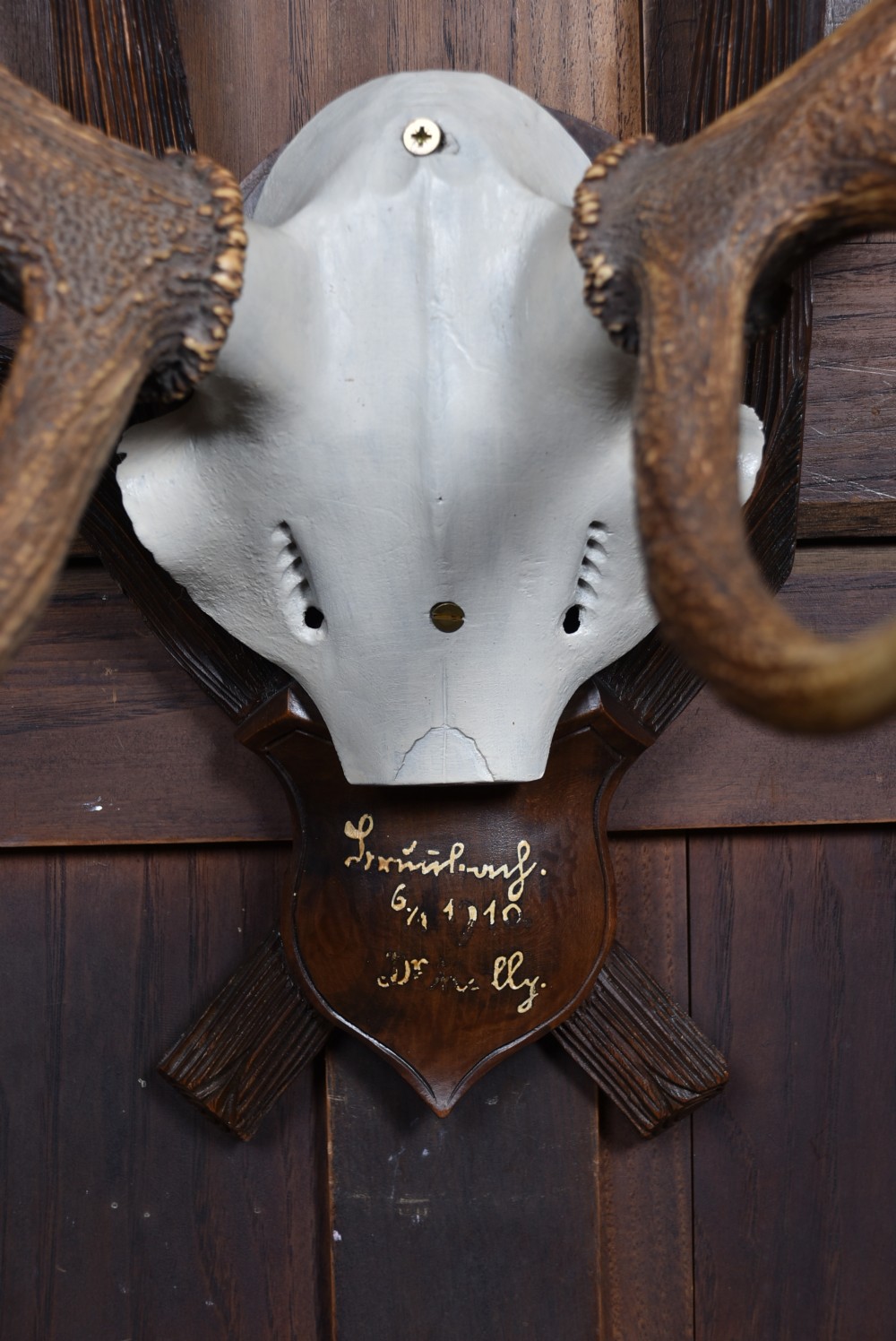An eleven-point stag antler rack with a partial skull mounted on a carved dark wood shield plaque. View V