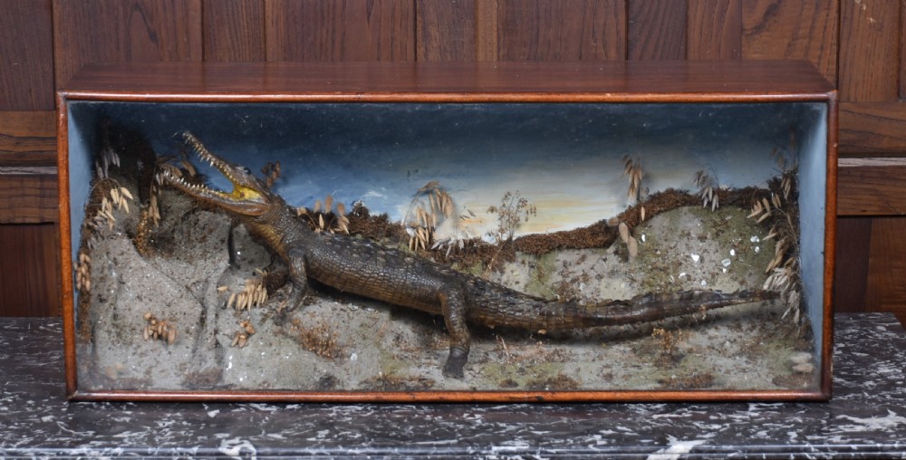 Taxidermy Nile Crocodile