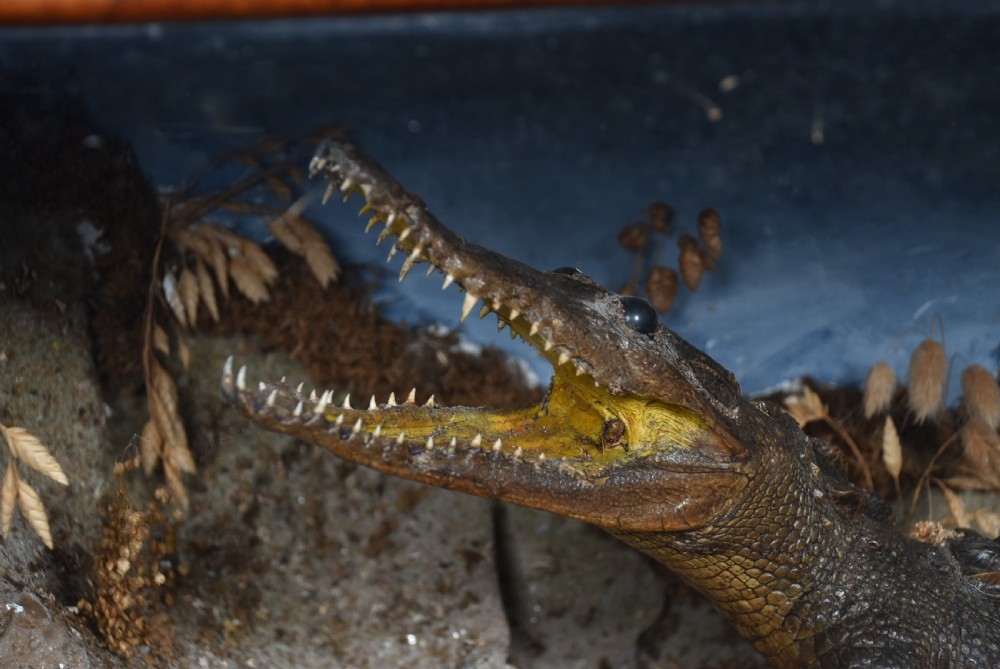 Taxidermy Nile Crocodile View II