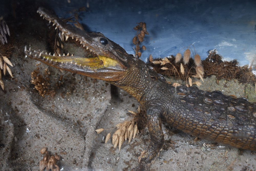 Taxidermy Nile Crocodile View III