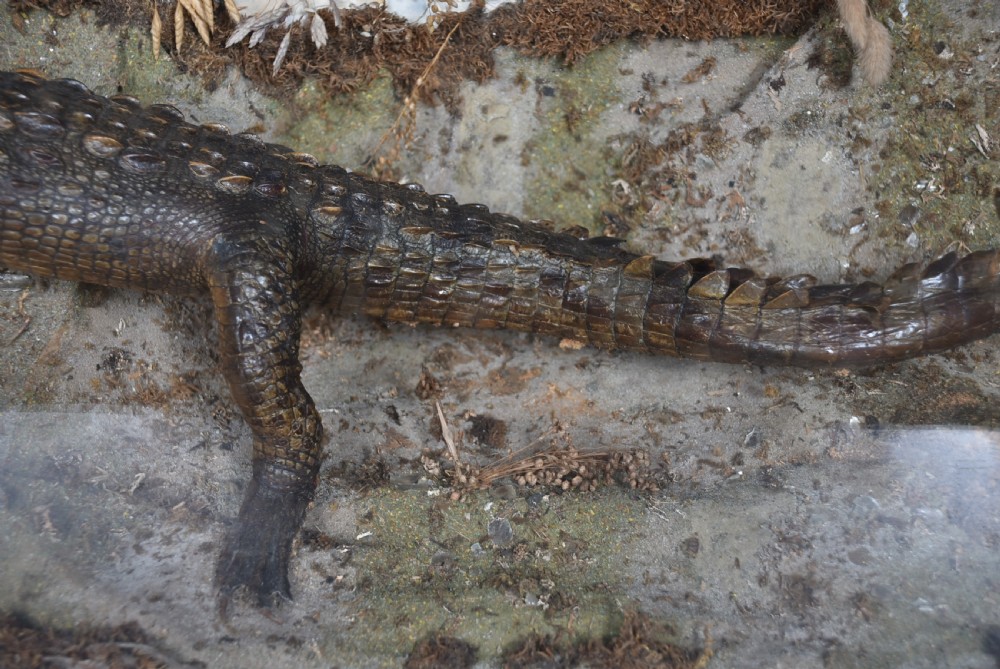 Taxidermy Nile Crocodile View V