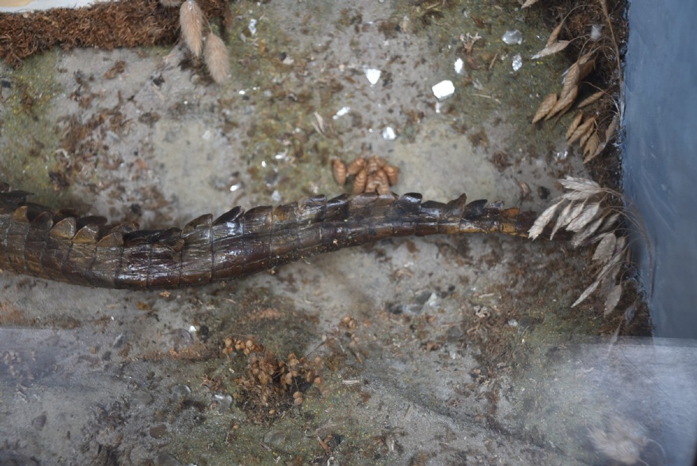 Taxidermy Nile Crocodile View VI