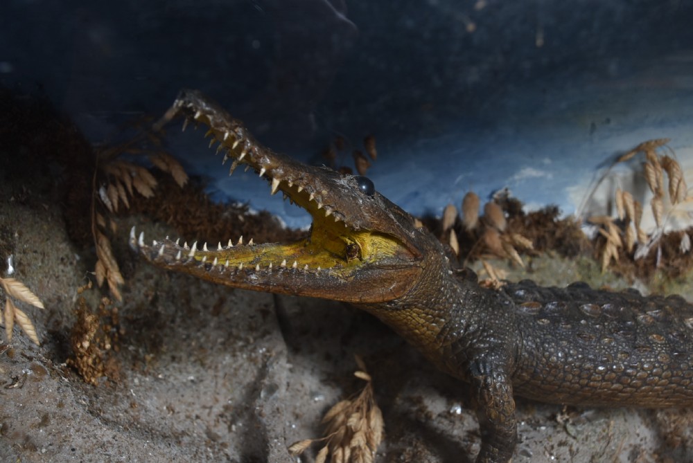 Taxidermy Nile Crocodile View VII