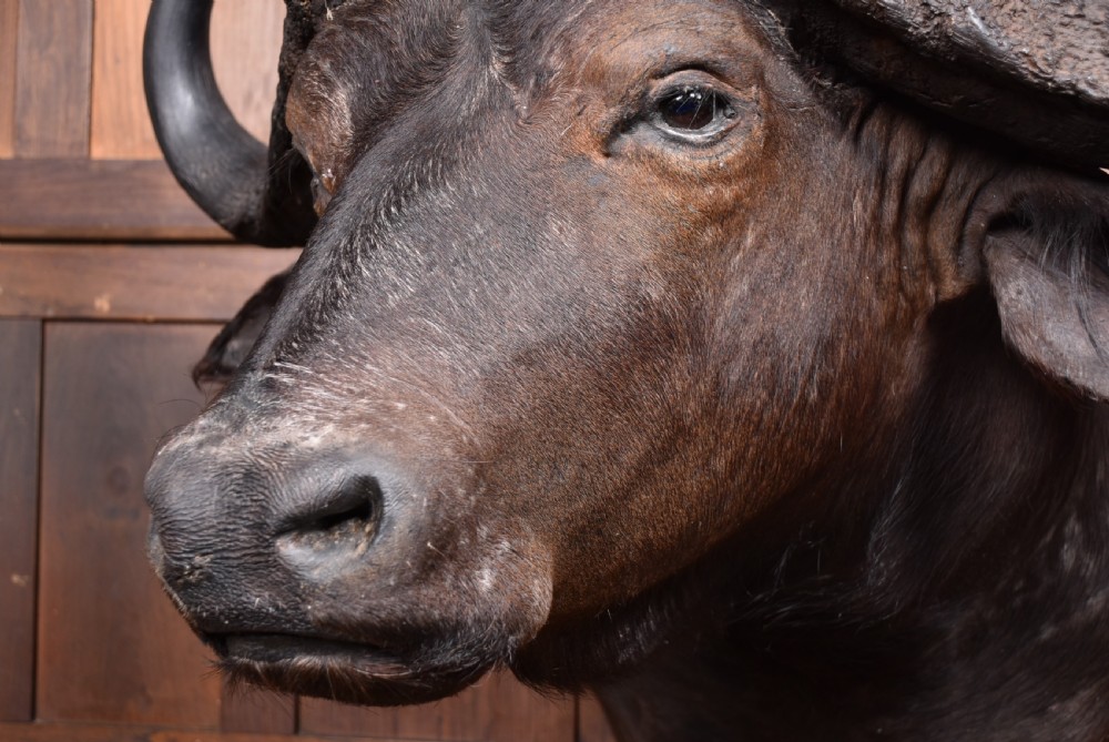 Taxidermy African buffalo View II