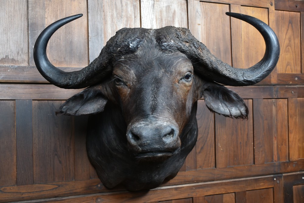 Taxidermy African buffalo View III