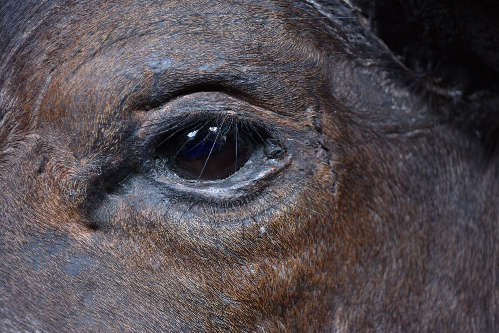 Taxidermy African buffalo View VI