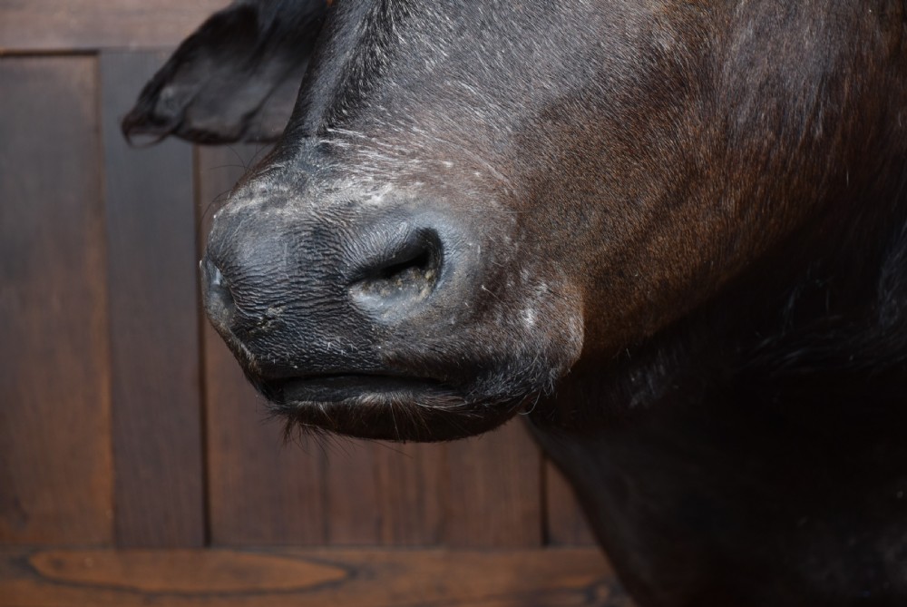 Taxidermy African buffalo View VIII