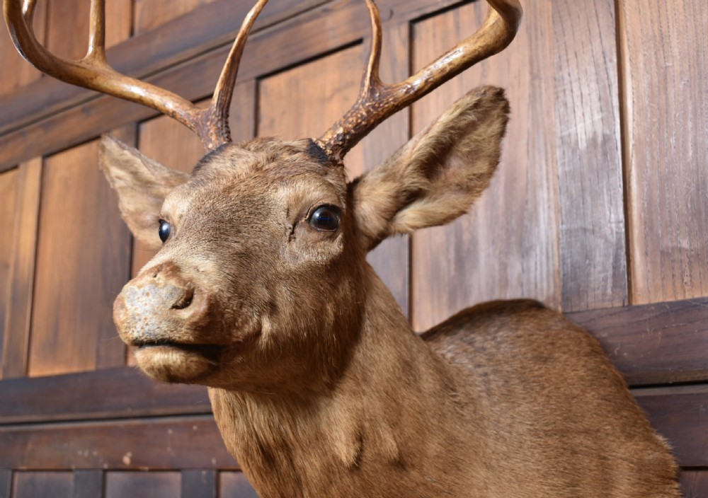 Taxidermy Scottish Red Deer Stag Head  View IV