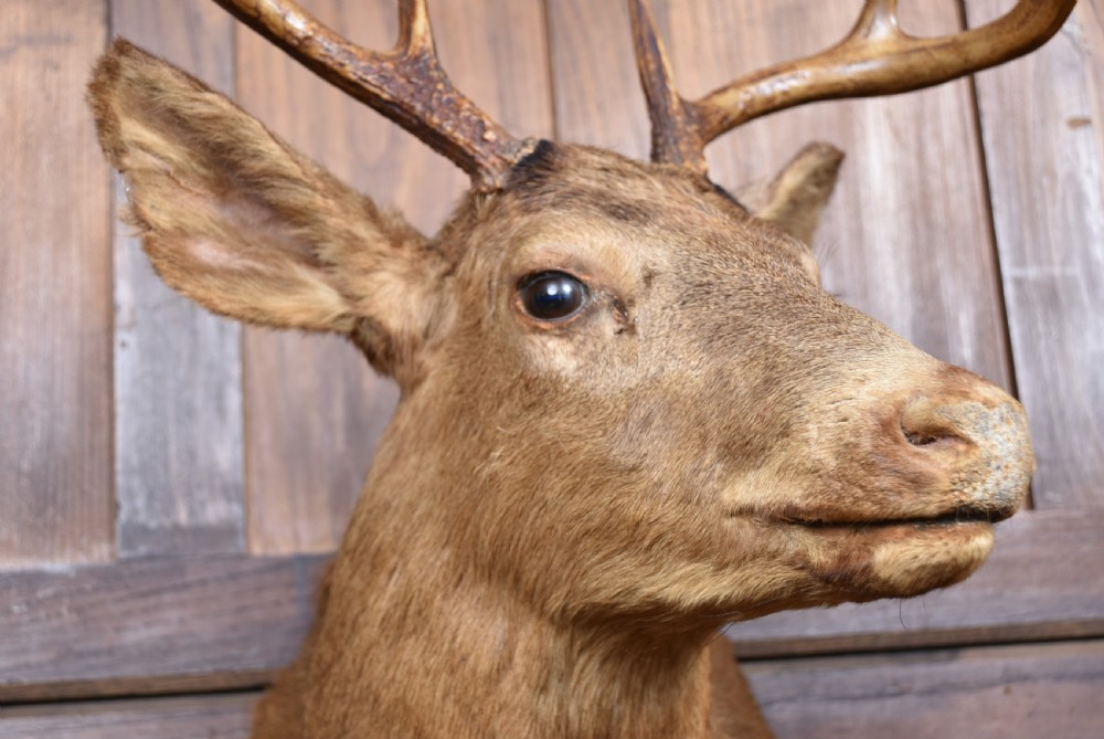 Taxidermy Scottish Red Deer Stag Head  View V