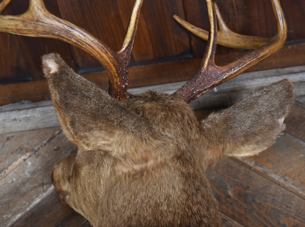 Taxidermy Scottish Red Deer Stag Head  View XI