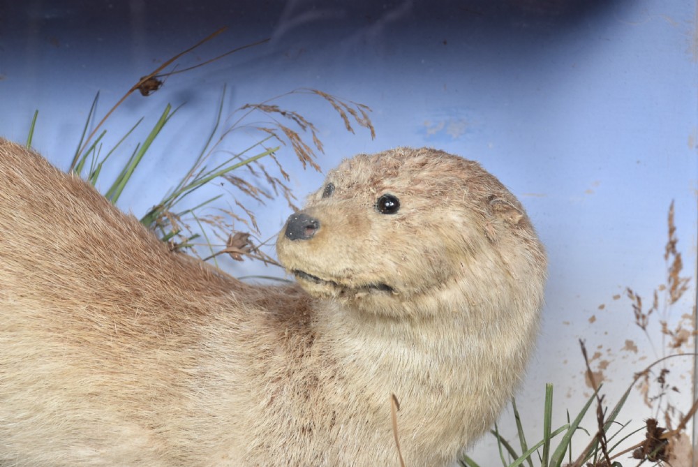 Taxidermy Otter  View II