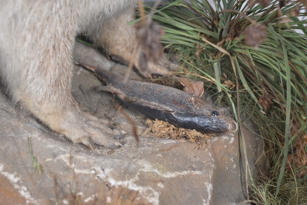 Taxidermy Otter  View III