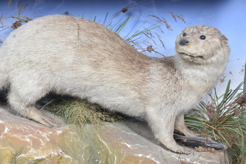 Taxidermy Otter  View V