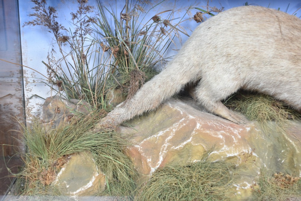 Taxidermy Otter  View VI
