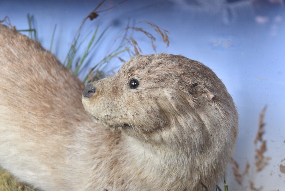 Taxidermy Otter  View VII