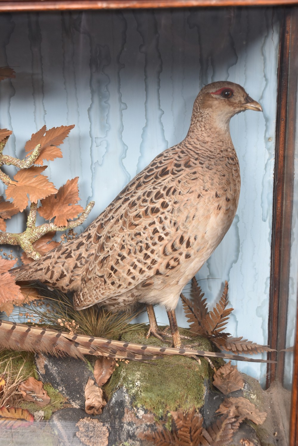 An antique glazed wooden display case containing a pair of preserved male and female pheasants set within a naturalistic diorama backdrop. View II