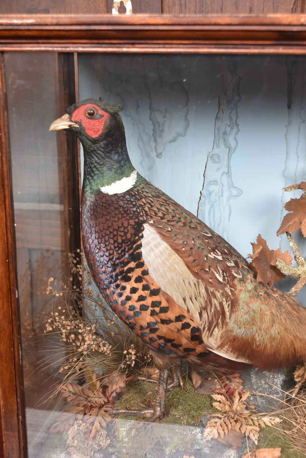 An antique glazed wooden display case containing a pair of preserved male and female pheasants set within a naturalistic diorama backdrop. View III