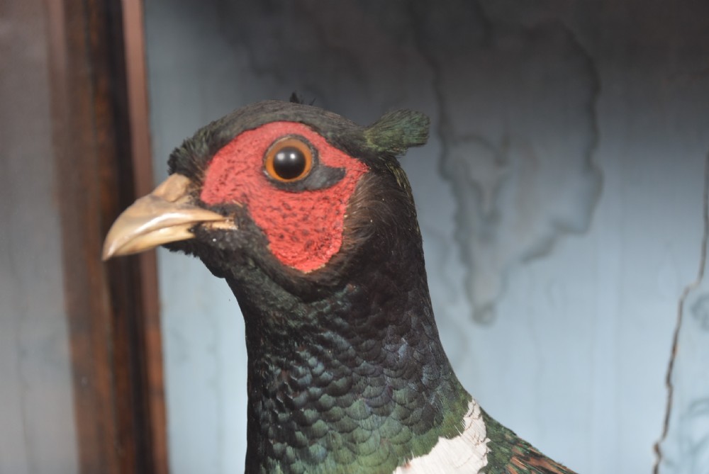 An antique glazed wooden display case containing a pair of preserved male and female pheasants set within a naturalistic diorama backdrop. View V