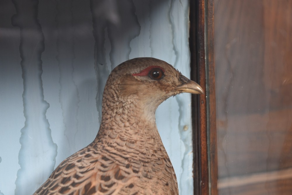 An antique glazed wooden display case containing a pair of preserved male and female pheasants set within a naturalistic diorama backdrop. View VI