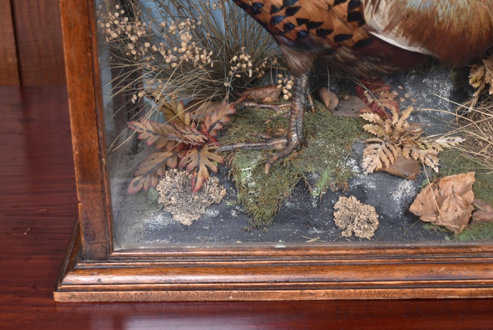 An antique glazed wooden display case containing a pair of preserved male and female pheasants set within a naturalistic diorama backdrop. View VII
