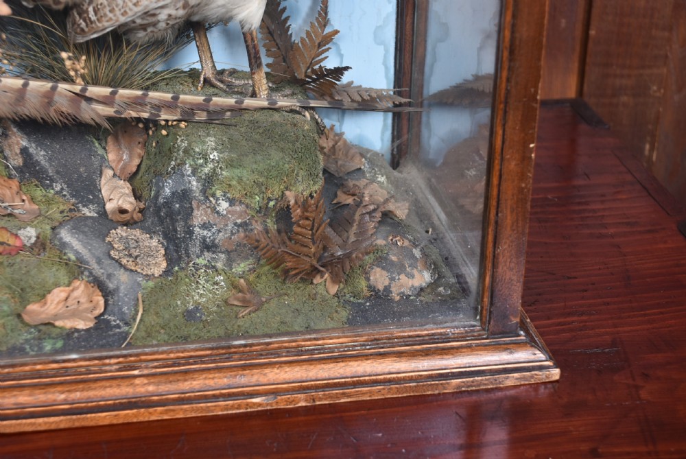 An antique glazed wooden display case containing a pair of preserved male and female pheasants set within a naturalistic diorama backdrop. View VIII