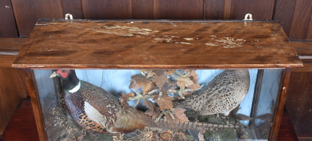 An antique glazed wooden display case containing a pair of preserved male and female pheasants set within a naturalistic diorama backdrop. View X