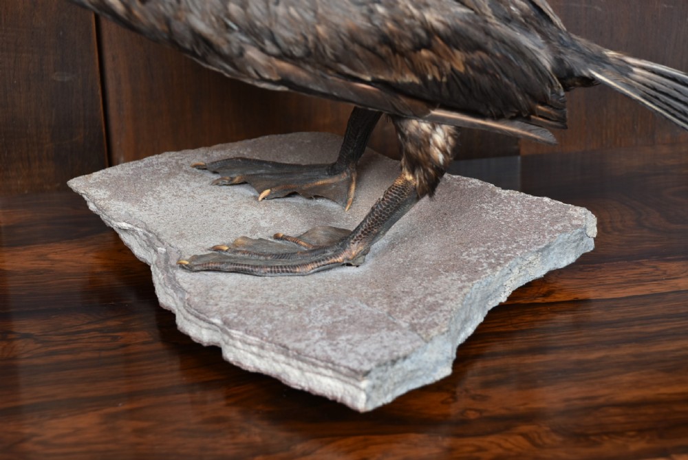 A full mount taxidermy great cormorant with dark brown plumage, off-white neck, and webbed feet, standing on a grey stone base. View II