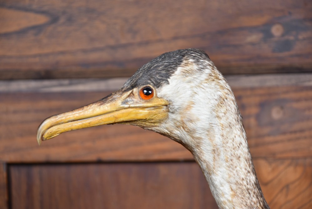 A full mount taxidermy great cormorant with dark brown plumage, off-white neck, and webbed feet, standing on a grey stone base. View III